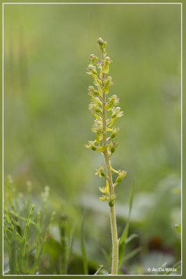 Grote keverorchis - Neottia ovata