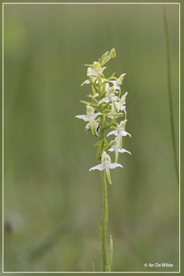 Bergnachtorchis - Platanthera chlorantha