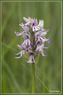 Aapjesorchis - Orchis simia