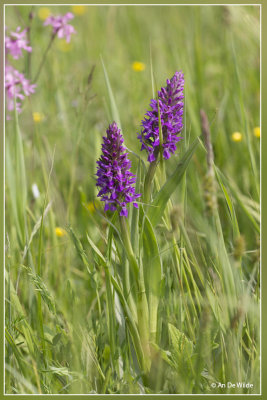 _MG_9726-9729kopie.jpg Dactylorhiza x wintoni ?