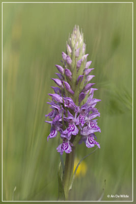 Dactylorhiza   kerneriorum 