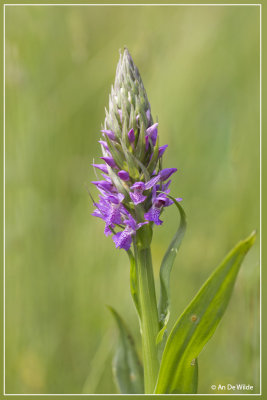 Dactylorhiza praetermissa - Rietorchis