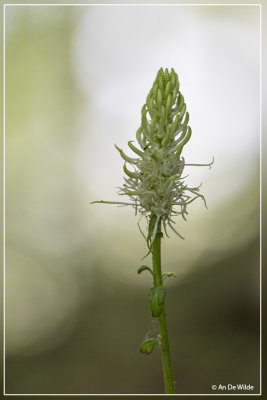 Witte rapunzel - Phyteuma spicatum subsp. spicatum