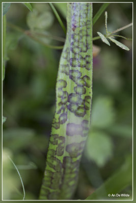 Gevlekte rietorchis - Dactylorhiza praetermissa var. junialis