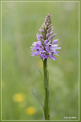 Dactylorhiza fuschii - Bosorchis