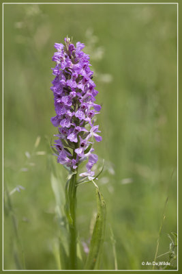 Dactylorhiza praetermissa - Rietorchis