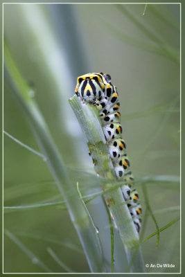 Koninginnenpage - Papilio machaon