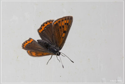 Kleine vuurvlinder - Lycaena phlaeas	