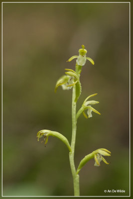 Koraalwortel - Corallorrhiza trifida