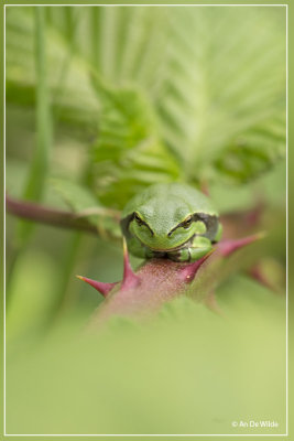 _MG_0153kopie.jpg