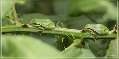 _MG_0336kopie.jpg
