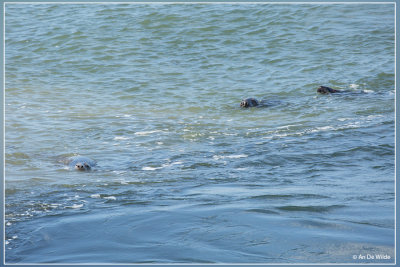 Grijze Zeehond - Halichoerus grypus