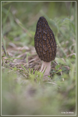 _MG_0908kopie.jpg
