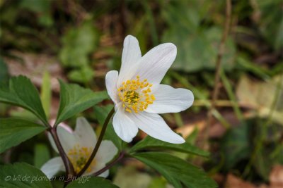 Bosanemoon - Anemone nemorosa