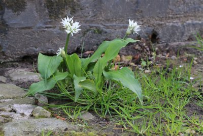 Daslook - Allium ursinum.jpeg