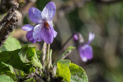 maarts viooltje - Viola odorata-3.jpeg