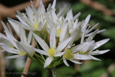 Daslook - Allium ursinum -9.jpeg