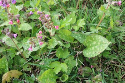 Gevlekt longkruid Pulmonaria officinalis-3.jpeg