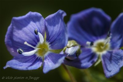 Draadereprijs - Veronica filiformis-8.jpeg