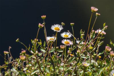 Muurfijnstraal - Erigeron-12.jpeg