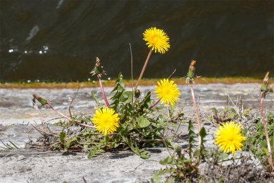 paardenbloem Taraxacum officinale -3.jpeg