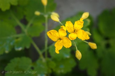 Stinkende gouwe Chelidonium majus-11.jpeg