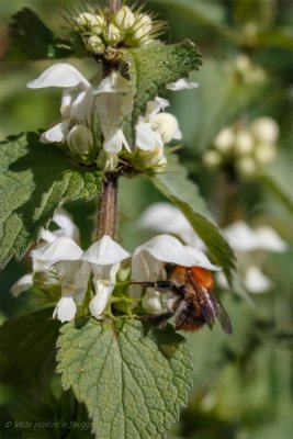 witte dovenetel -Lamium album-1.jpeg