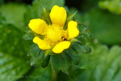 Schijnaardbei - Potentilla indica-5.jpeg