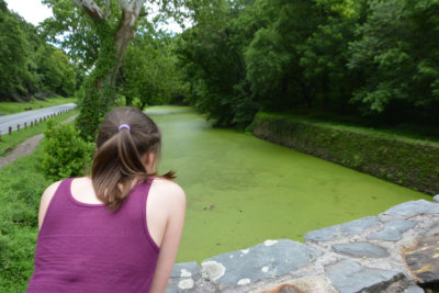 Looking out over the canal