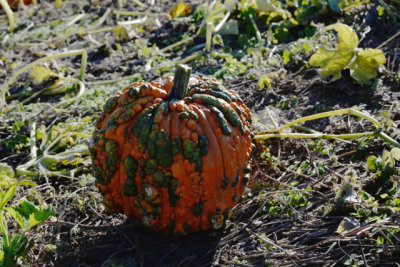 Another zombie pumpkin