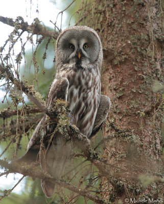 Great Grey Owl