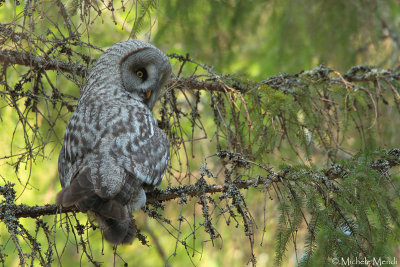 Great Grey Owl