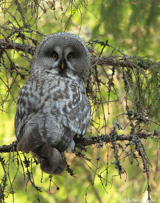 Great Grey Owl