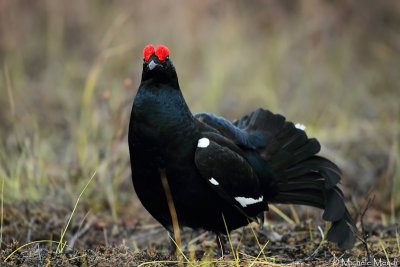 Black Grouse 