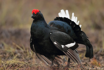 Black Grouse 