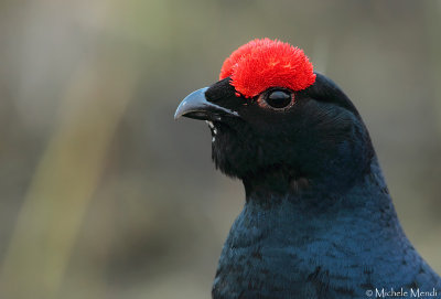 Black Grouse 