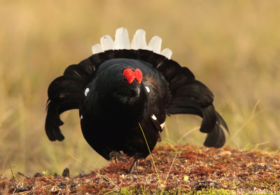 Black Grouse 