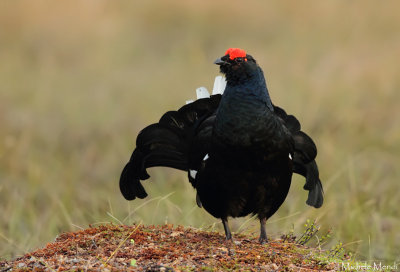 Black Grouse 