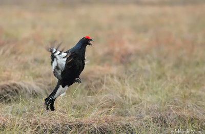 Black Grouse 