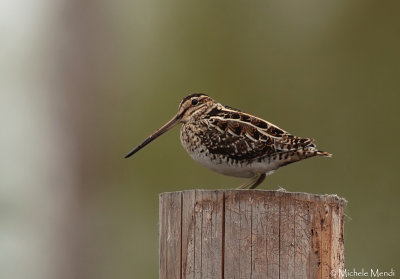 Snipe