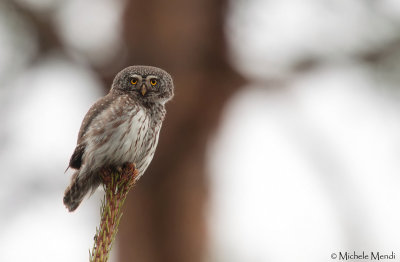 Pygmy Owl