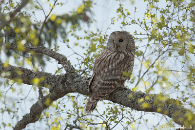 Ural Owl