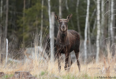 Elk