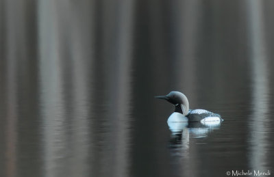 Black-throated Diver