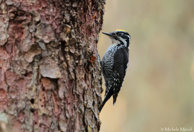 Three-toed Woodpecker