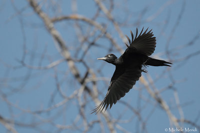 Black Woodpecker