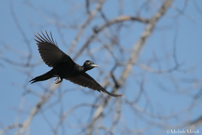 Black Woodpecker