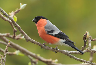 Bullfinch