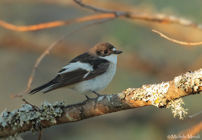 Pied Flycatcher