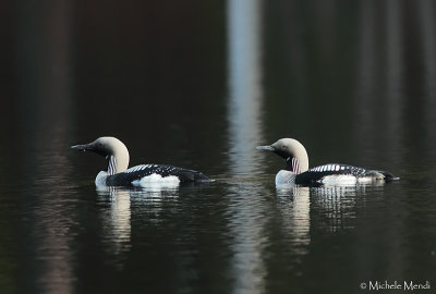 Black-throated Divers